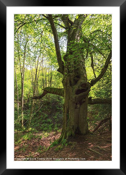 Ancient Beech Framed Mounted Print by David Tinsley