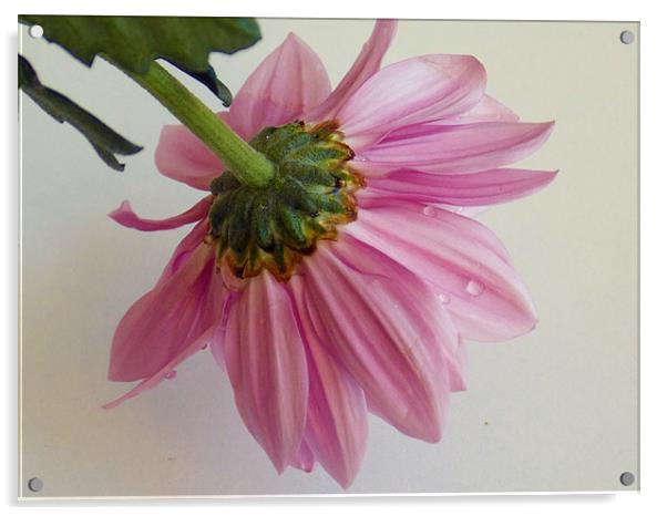 1588-pink flower Acrylic by elvira ladocki