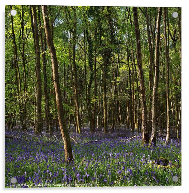 Birch Wood Bluebells Acrylic by David Tinsley