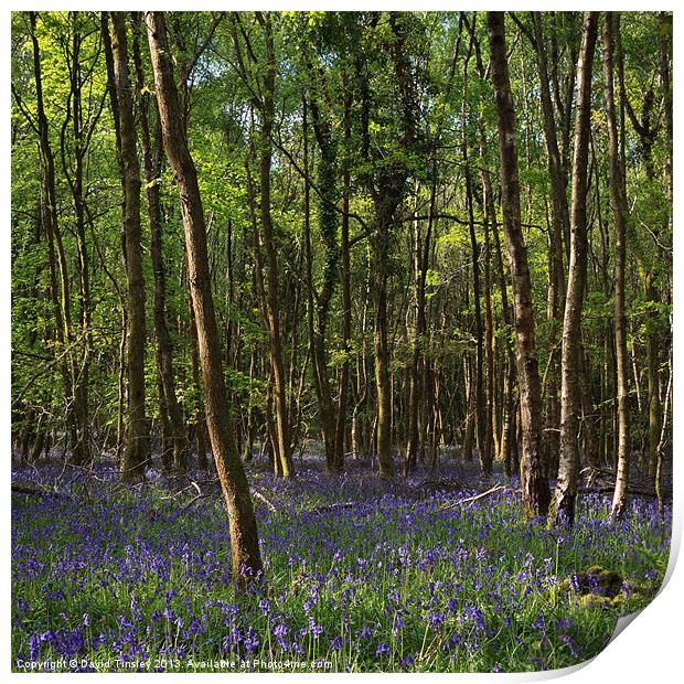 Birch Wood Bluebells Print by David Tinsley