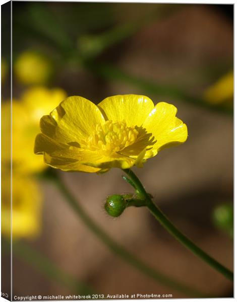 Pretty Yellow Buttercup Canvas Print by michelle whitebrook