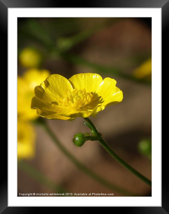Pretty Yellow Buttercup Framed Mounted Print by michelle whitebrook