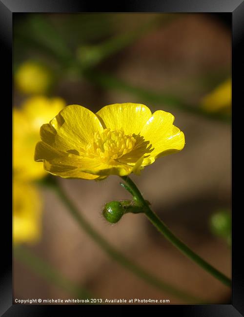 Pretty Yellow Buttercup Framed Print by michelle whitebrook