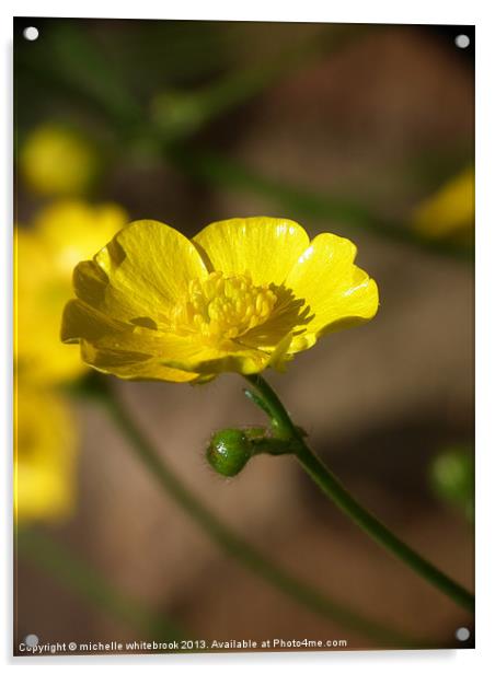 Pretty Yellow Buttercup Acrylic by michelle whitebrook