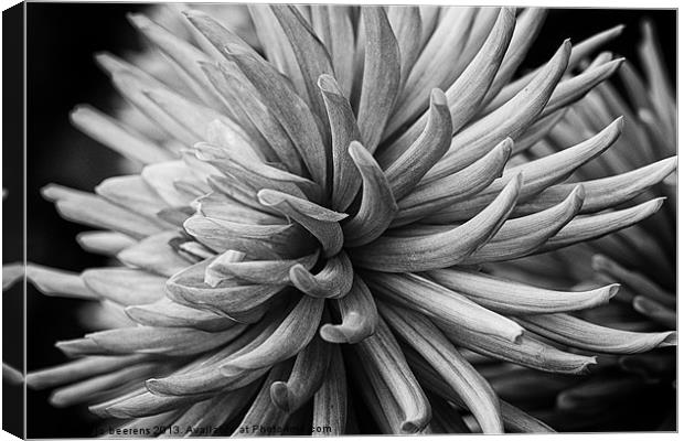 pink dahlia Canvas Print by Jo Beerens