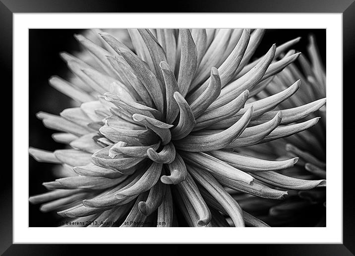 pink dahlia Framed Mounted Print by Jo Beerens