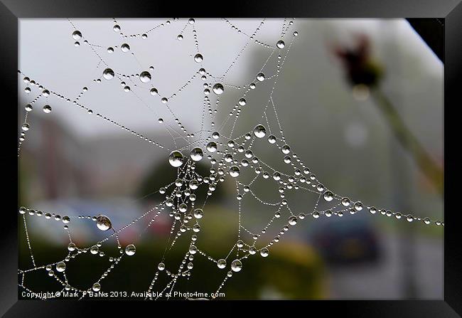 Dewy Spiderweb Framed Print by Mark  F Banks