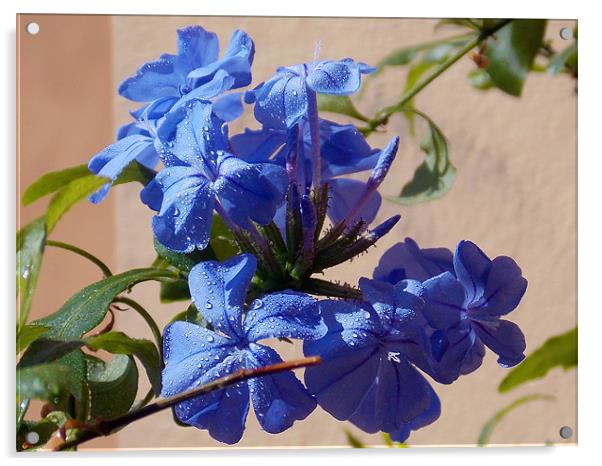 1598-blue plumbago Acrylic by elvira ladocki