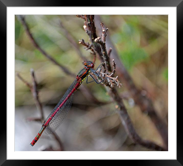 Large Red Damselfly Framed Mounted Print by Shaun Cope