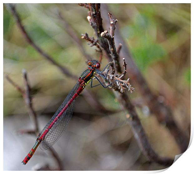 Large Red Damselfly Print by Shaun Cope