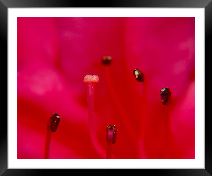 Up Close Framed Mounted Print by Clive Eariss