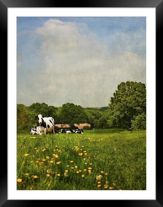 Afternoon walk Framed Mounted Print by Dawn Cox