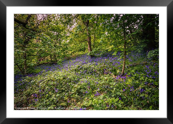 Ashenbank Bluebell Wood Framed Mounted Print by Dawn O'Connor