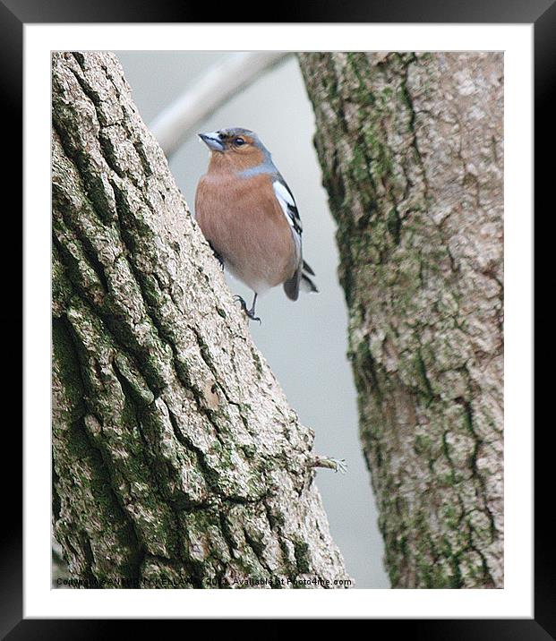 CHAFFINCH Framed Mounted Print by Anthony Kellaway