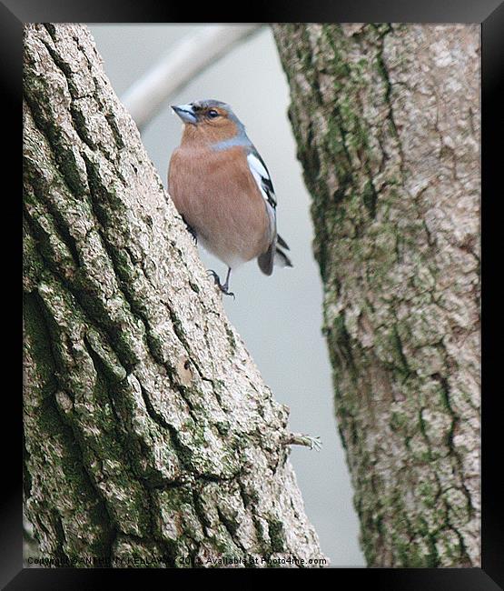 CHAFFINCH Framed Print by Anthony Kellaway