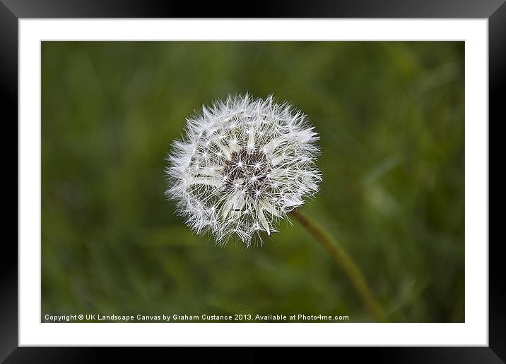 Blowing in the wind Framed Mounted Print by Graham Custance