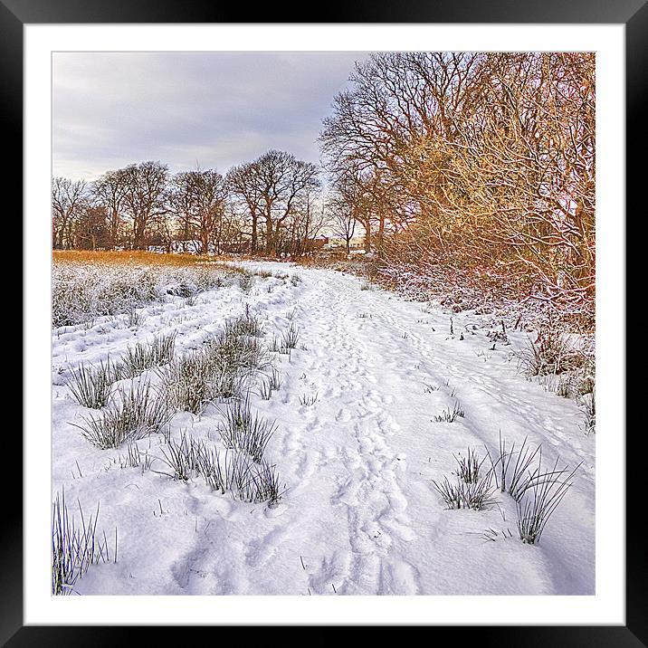 Tree lined path Framed Mounted Print by Tom Gomez