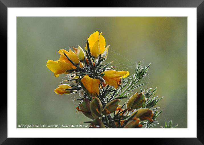 wild flowers Framed Mounted Print by michelle rook