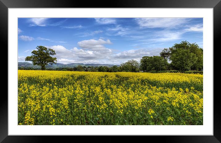 Summer Meadow Framed Mounted Print by Ian Mitchell