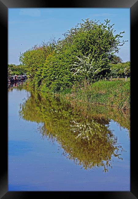 Reflections of Trees Framed Print by Tony Murtagh
