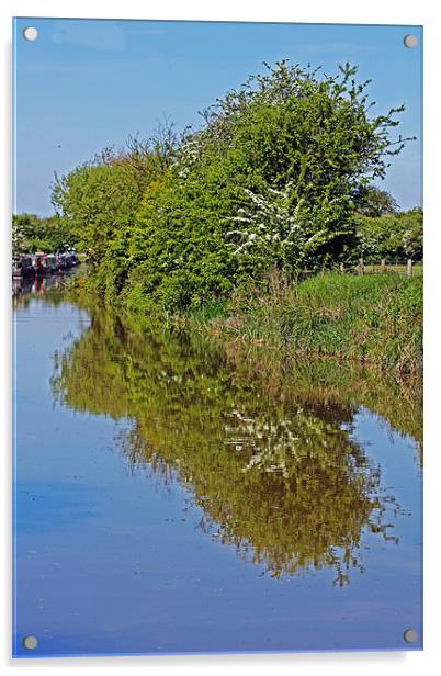 Reflections of Trees Acrylic by Tony Murtagh