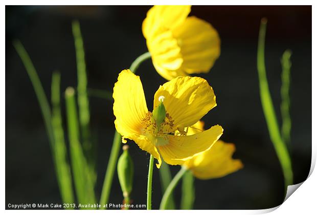 Yellow poppy and spider Print by Mark Cake