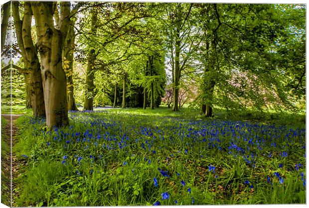 Along Bluebell Path Canvas Print by Trevor Kersley RIP
