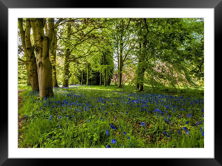 Along Bluebell Path Framed Mounted Print by Trevor Kersley RIP