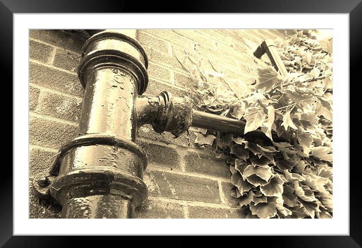 Rain down the Ivy Drain Framed Mounted Print by Donna Townsend