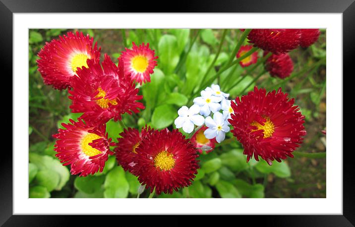 Simply Bright Red Flowers Framed Mounted Print by Donna Townsend