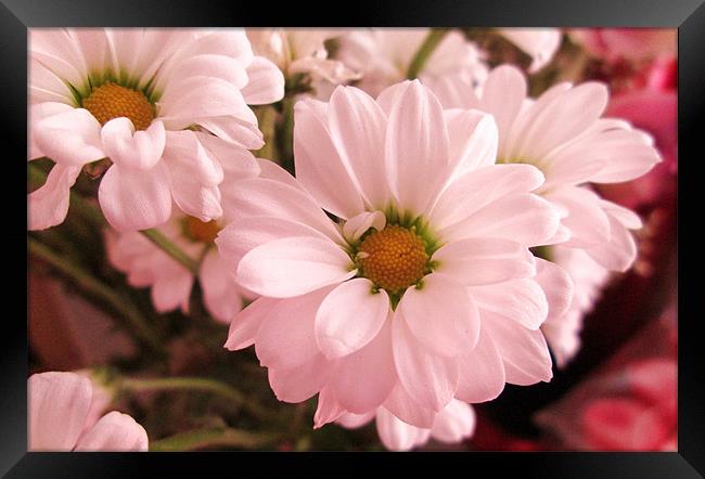 Pink Daisy Framed Print by Donna Townsend