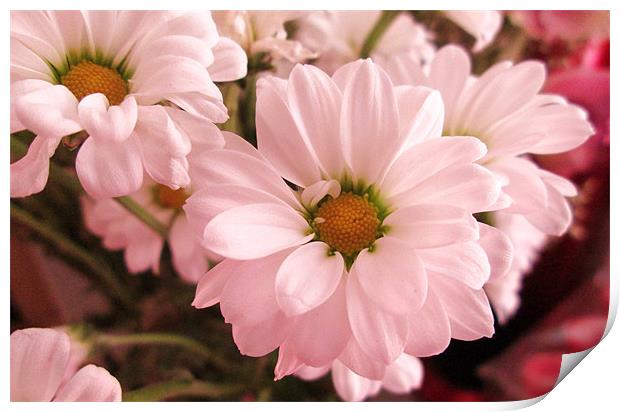 Pink Daisy Print by Donna Townsend