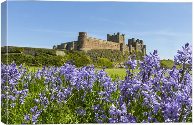 Bamburgh and Bluebells Canvas Print by Northeast Images