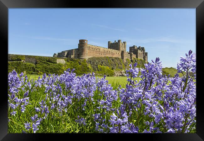 Bamburgh and Bluebells Framed Print by Northeast Images