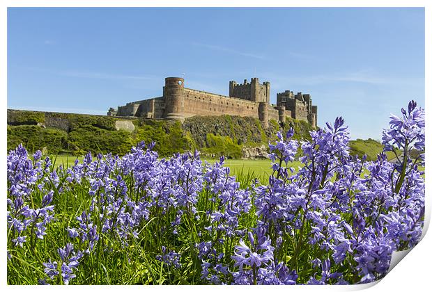 Bamburgh and Bluebells Print by Northeast Images