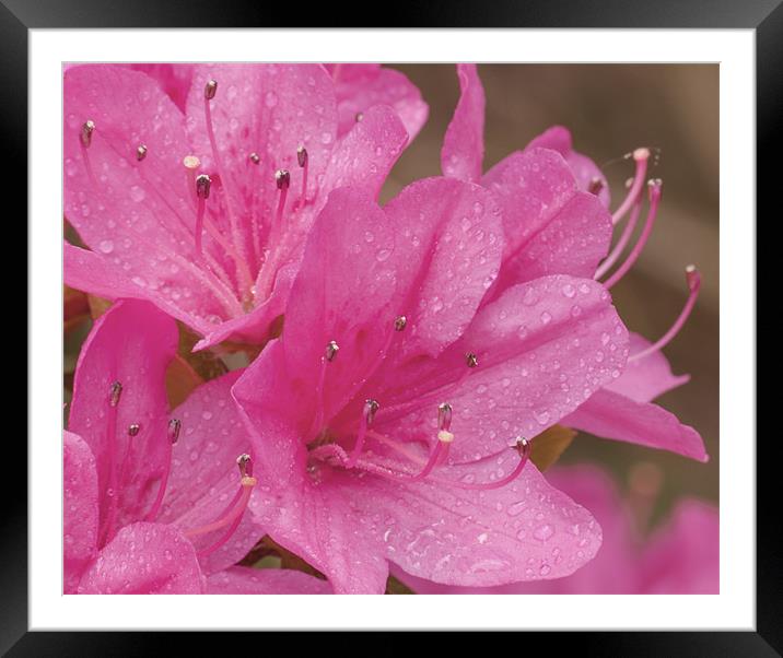 Flowers And Droplets Framed Mounted Print by Clive Eariss