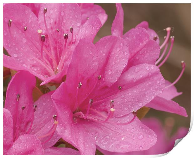 Flowers And Droplets Print by Clive Eariss