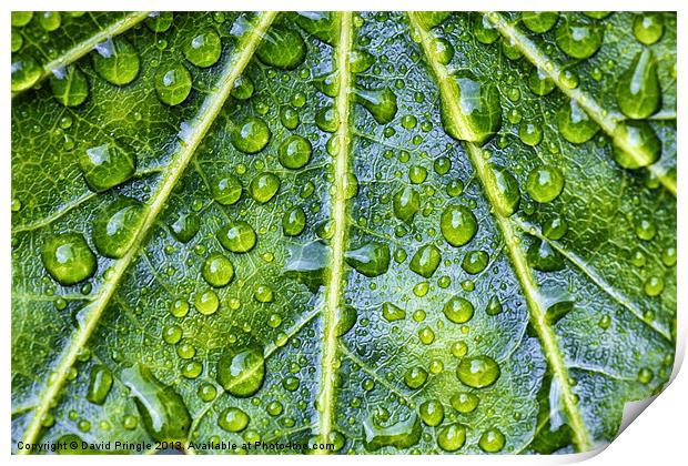 Leaf Print by David Pringle