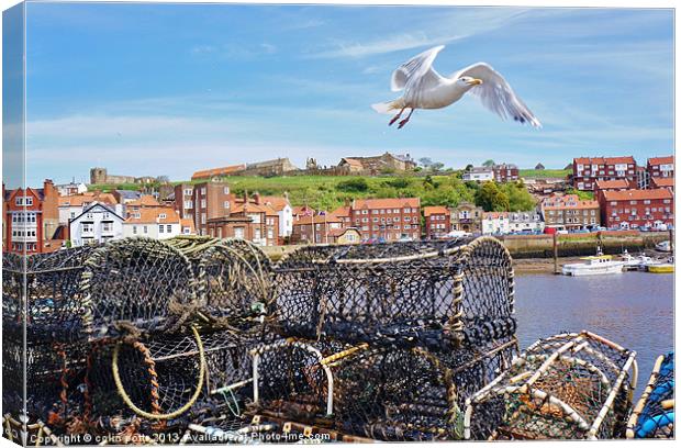 Gull at Whitby Canvas Print by colin potts