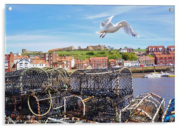 Gull at Whitby Acrylic by colin potts