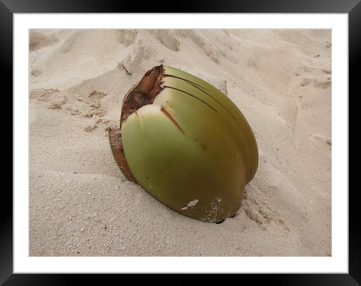 Coconut Framed Mounted Print by Lois Eley