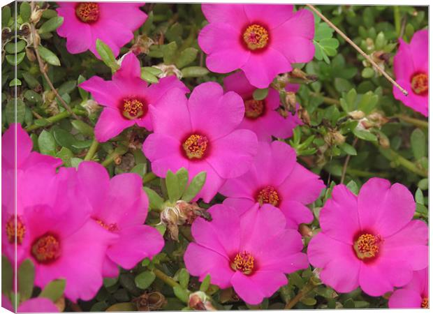 Pink flowers Canvas Print by Lois Eley