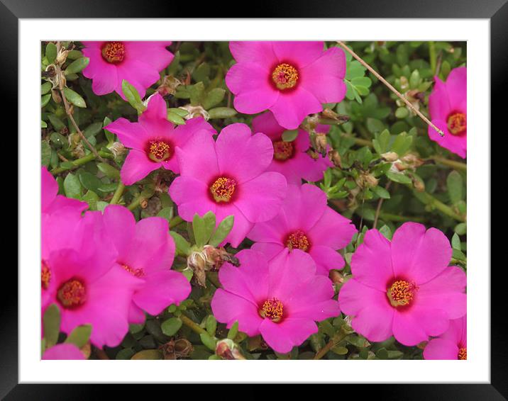 Pink flowers Framed Mounted Print by Lois Eley