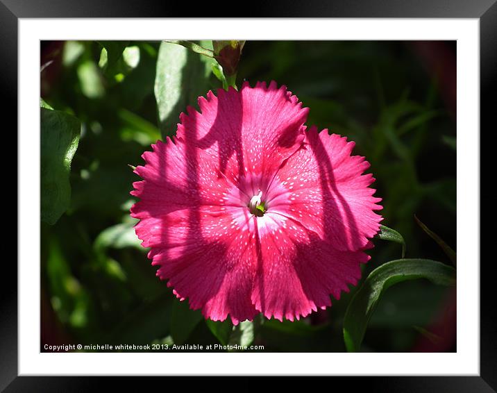 Summer Flower 3 Framed Mounted Print by michelle whitebrook