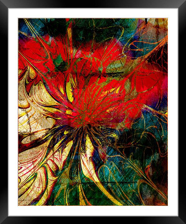 Red Nasturtium Framed Mounted Print by Amanda Moore