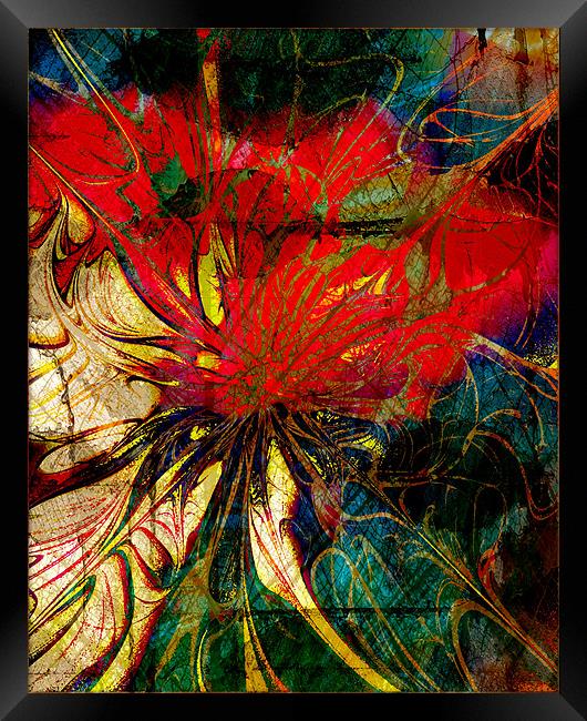 Red Nasturtium Framed Print by Amanda Moore