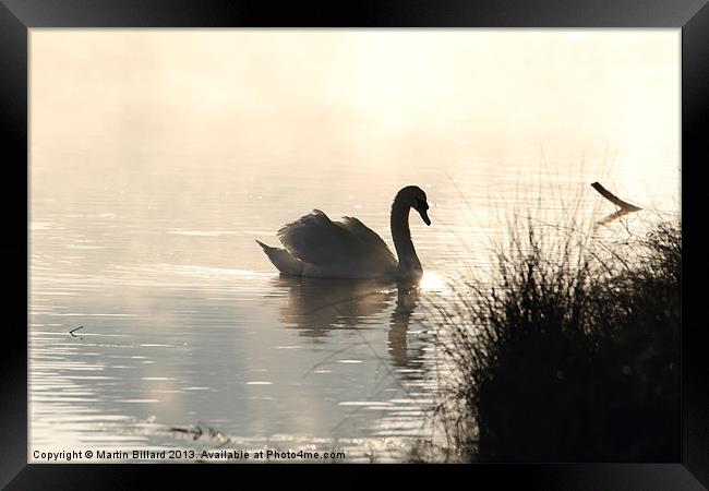 Swan at Dawn Framed Print by Martin Billard
