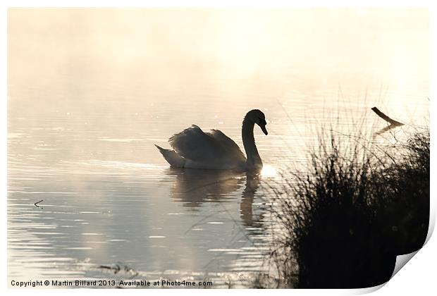 Swan at Dawn Print by Martin Billard