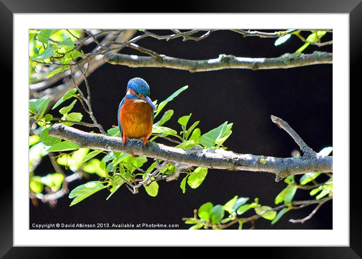 KINGFISHER LOOKING FOR FISH Framed Mounted Print by David Atkinson