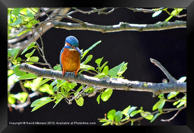 KINGFISHER LOOKING FOR FISH Framed Print by David Atkinson
